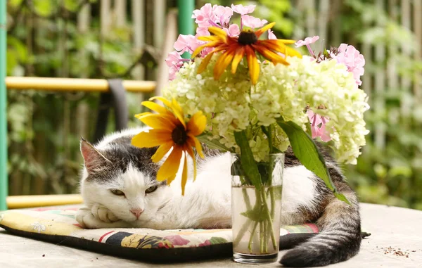 Country Funny Cat Outdoor Closeup Photo Relaxing Patchwork Pillow Flowers — Stock Photo, Image