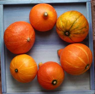 Küçük balkabağım, Cadılar Bayramı 'nda hala hayattasın.