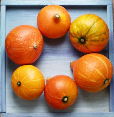 Küçük balkabağım, Cadılar Bayramı 'nda hala hayattasın.