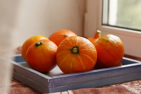 Kleine Pompoen Stilleven Halloween Close Foto — Stockfoto