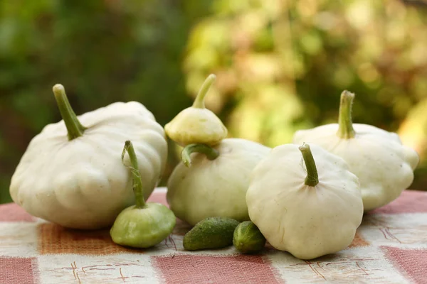 Patisson Bush Pompoen Lag Tafel Outdoor Stilleven Herfst Tuin Achtergrond — Stockfoto