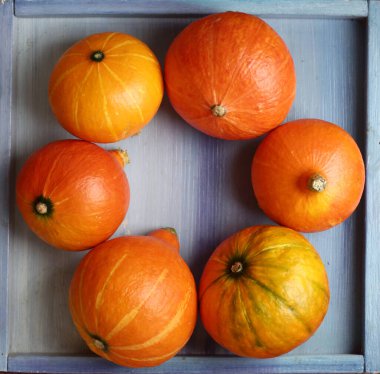 Küçük balkabağım, Cadılar Bayramı 'nda hala hayattasın.