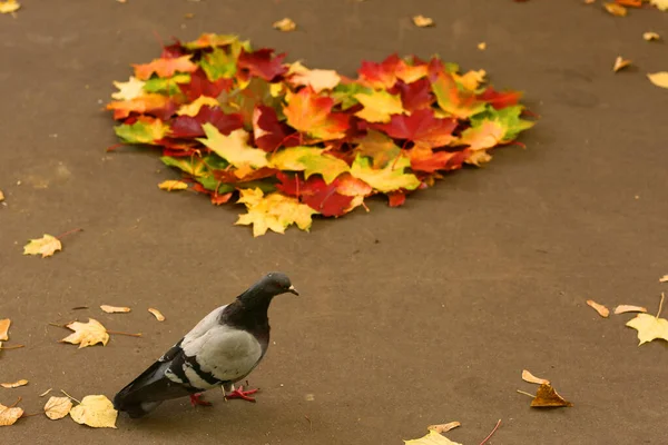 Cuore Fatto Autunno Dorato Rosso Verde Acero Foglie Piccione Terra — Foto Stock