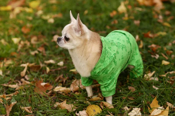 Brinquedo Terrier Pouco Cão Casaco Verde Close Foto Outono Grama — Fotografia de Stock