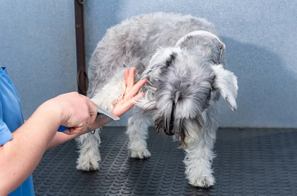 Minyatür schnauzer kuaförlük oturumunda bir veteriner Kliniği