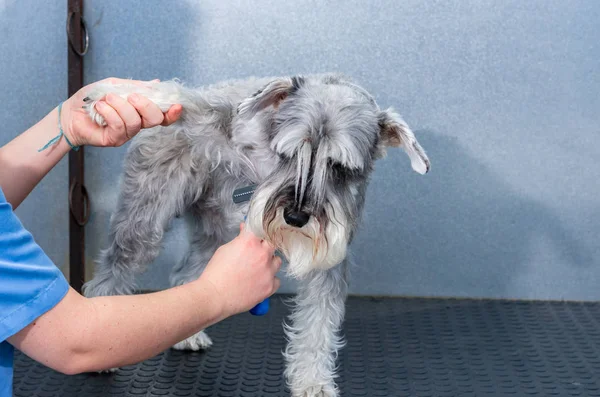 Schnauzer em miniatura em uma sessão de cabeleireiro em uma clínica veterinária — Fotografia de Stock