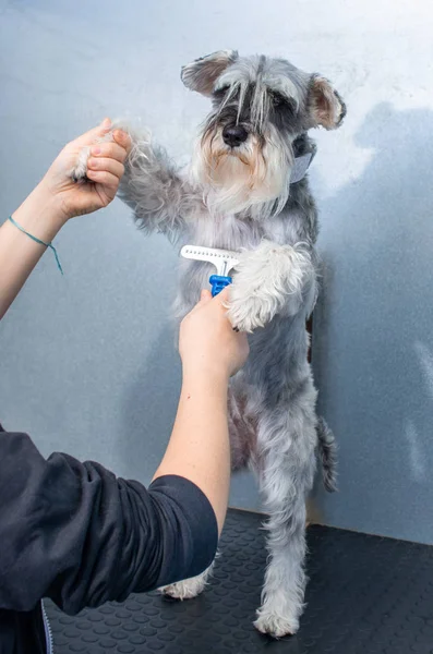 Schnauzer in miniatura in una seduta di parrucchiere in una clinica veterinaria — Foto Stock