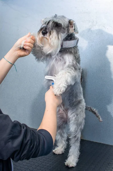 Schnauzer em miniatura em uma sessão de cabeleireiro em uma clínica veterinária — Fotografia de Stock