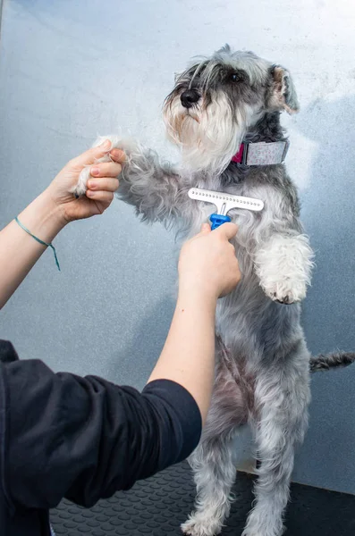 Dwergschnauzer in een kappers-sessie in een veterinaire kliniek — Stockfoto