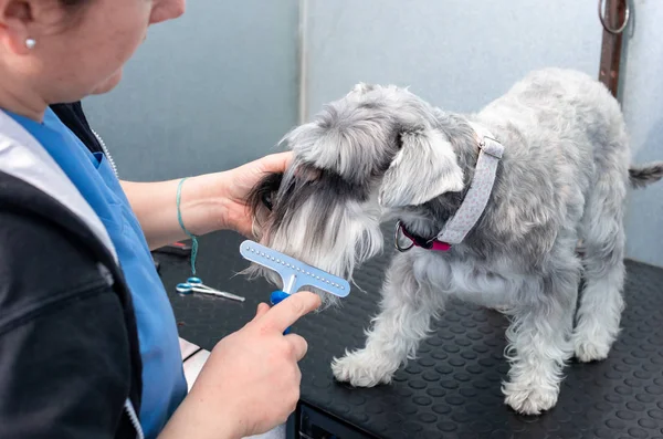Schnauzer em miniatura em uma sessão de cabeleireiro em uma clínica veterinária — Fotografia de Stock