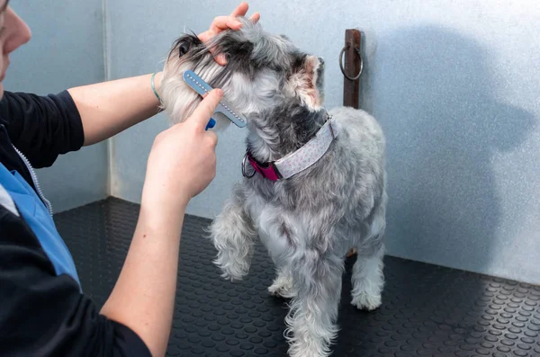 Schnauzer em miniatura em uma sessão de cabeleireiro em uma clínica veterinária — Fotografia de Stock