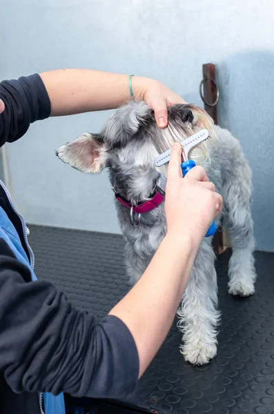 Μινιατούρα schnauzer σε μια περίοδο λειτουργίας του κομμωτηρίου σε μια κτηνιατρική κλινική — Φωτογραφία Αρχείου