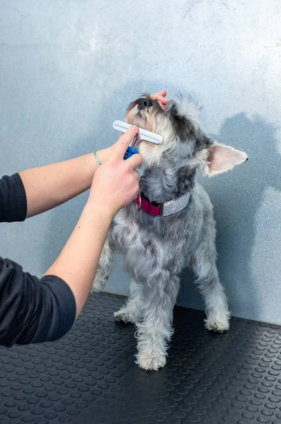 Dwergschnauzer in een kappers-sessie in een veterinaire kliniek — Stockfoto