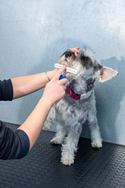 Schnauzer in miniatura in una seduta di parrucchiere in una clinica veterinaria — Foto Stock