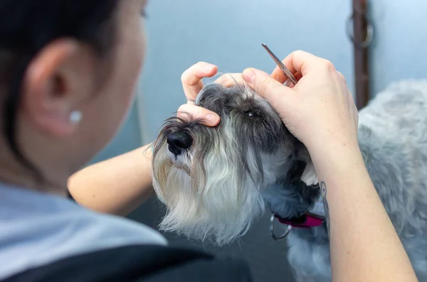 Schnauzer in miniatura in una seduta di parrucchiere in una clinica veterinaria — Foto Stock