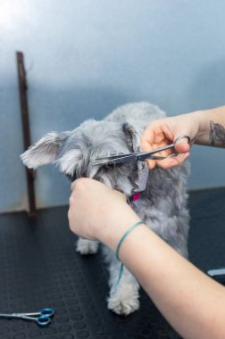 Minyatür schnauzer kuaförlük oturumunda bir veteriner Kliniği