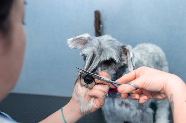 Minyatür schnauzer kuaförlük oturumunda bir veteriner Kliniği