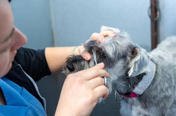 Schnauzer in miniatura in una seduta di parrucchiere in una clinica veterinaria — Foto Stock