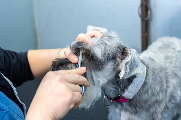 Μινιατούρα schnauzer σε μια περίοδο λειτουργίας του κομμωτηρίου σε μια κτηνιατρική κλινική — Φωτογραφία Αρχείου