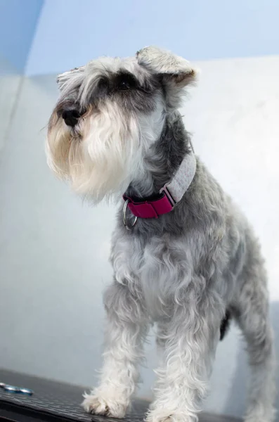 Schnauzer miniatura en una sesión de peluquería en una clínica veterinaria — Foto de Stock