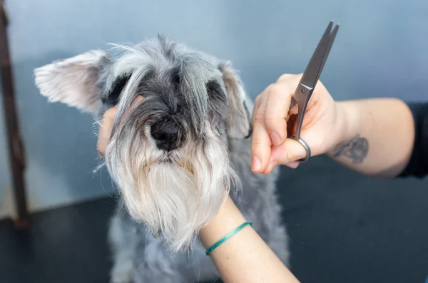 Schnauzer miniatura en una sesión de peluquería en una clínica veterinaria — Foto de Stock