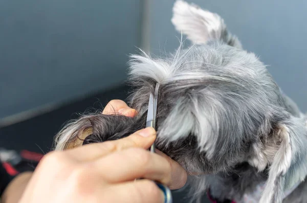 Miniatur schnauzer dalam sesi penataan rambut di klinik dokter hewan — Stok Foto