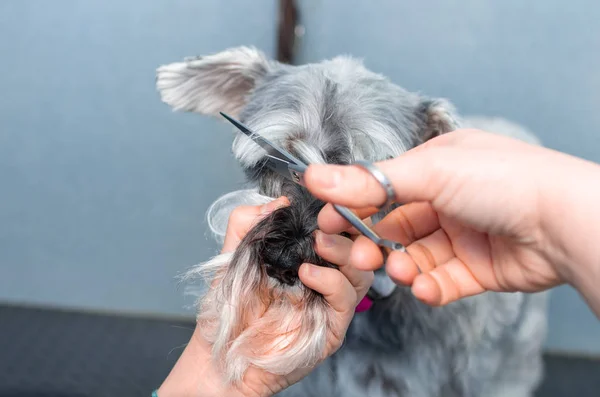 Schnauzer in miniatura in una seduta di parrucchiere in una clinica veterinaria — Foto Stock