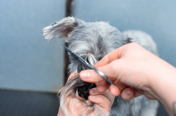 Schnauzer in miniatura in una seduta di parrucchiere in una clinica veterinaria — Foto Stock