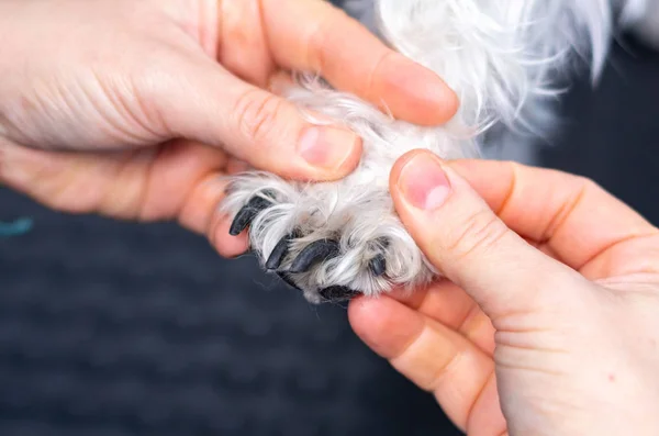 Minyatür schnauzer bir klinikte tırnak kesme veteriner