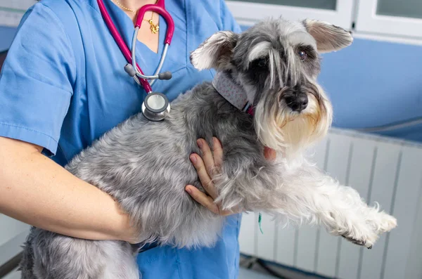 Veterinário transporta um schnauzer e armas antes da consulta veterinária — Fotografia de Stock