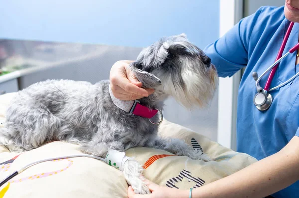 Veterinário que mede a pressão arterial de um schnauzer em miniatura — Fotografia de Stock