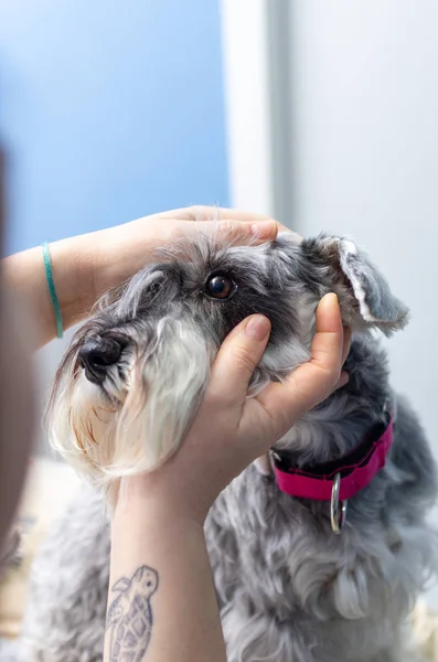 Minyatür schnauzer gözünde inceleyerek veteriner