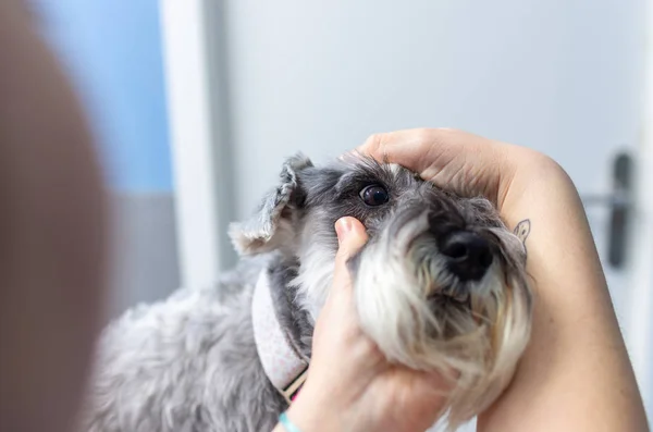 Minyatür schnauzer gözünde inceleyerek veteriner