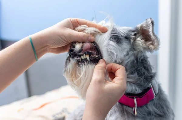 Κτηνίατρος εξετάσει τα δόντια της μια μινιατούρα schnauzer — Φωτογραφία Αρχείου