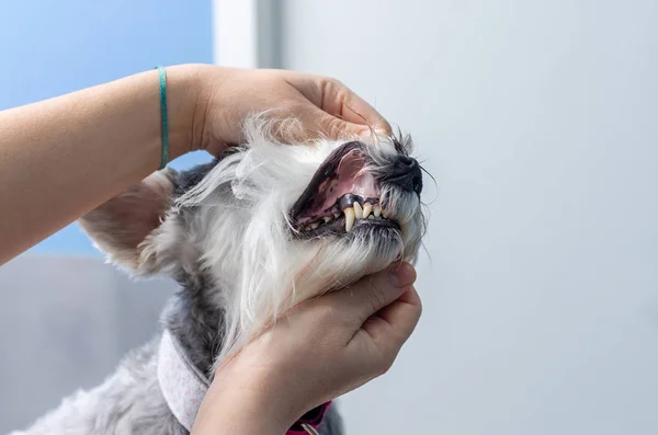 Veterinario che esamina i denti di uno schnauzer in miniatura — Foto Stock