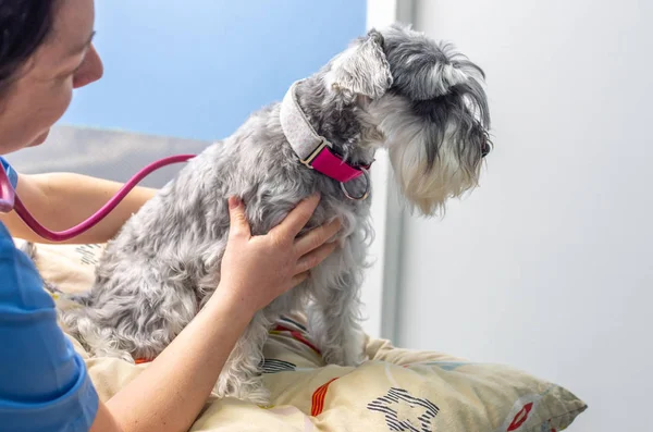 Veterinário auscultando um schnauzer em miniatura em uma clínica veterinária — Fotografia de Stock