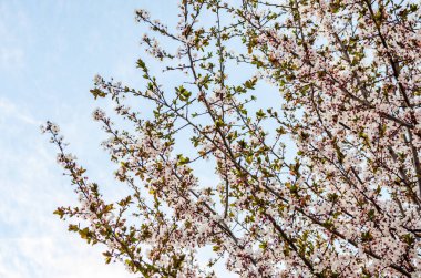 Gün batımında Erik çiçeği