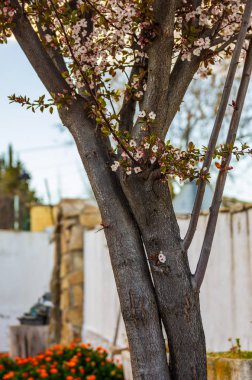 Erik çiçeği gövde gün batımında
