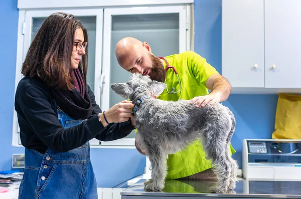 Consultation vétérinaire, vétérinaire inspectant un schnauzer avec le propriétaire — Photo