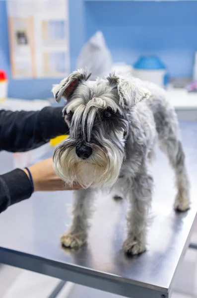Schnauzer caressé par son propriétaire dans une clinique vétérinaire — Photo