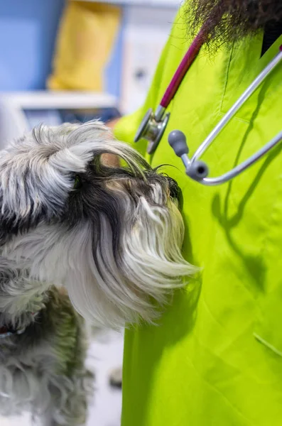 Retrato próximo de um schnauzer cheirando o estetoscópio de um veterinário — Fotografia de Stock