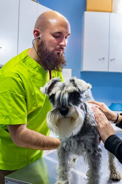 Consulta veterinária, veterinário que inspeciona um schnauzer com o proprietário — Fotografia de Stock