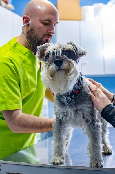Κτηνιατρική διαβούλευση, κτηνίατρος που επιθεωρούν σνάουζερ με τον ιδιοκτήτη — Φωτογραφία Αρχείου