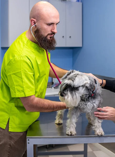 Consulta veterinária, veterinário que inspeciona um schnauzer com o proprietário — Fotografia de Stock