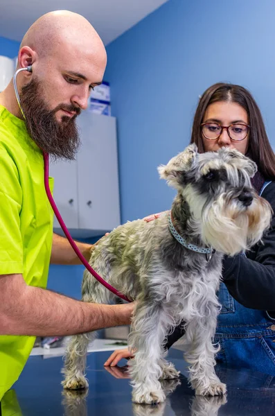 Consulta veterinária, veterinário que inspeciona um schnauzer com o proprietário — Fotografia de Stock