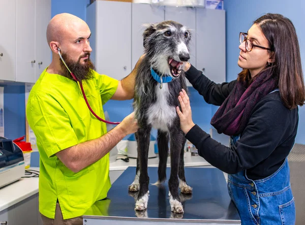 Consulta veterinária, veterinário inspecionando um galgo com o proprietário — Fotografia de Stock