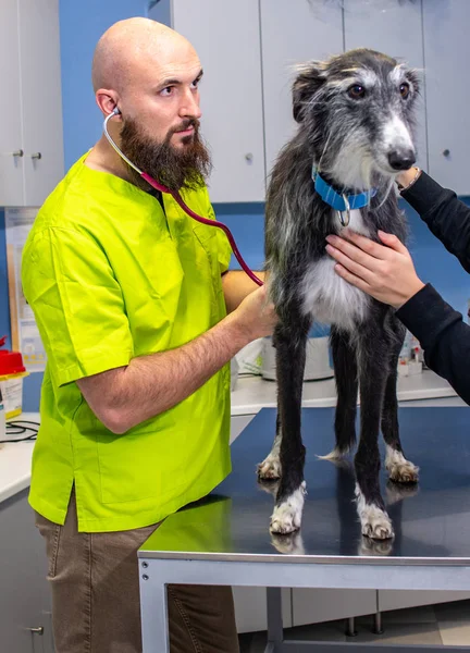 Consulta veterinária, veterinário inspecionando um galgo com o proprietário — Fotografia de Stock