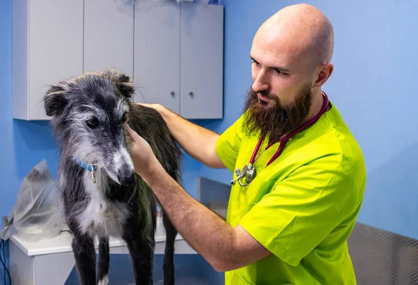 Consultation vétérinaire, vétérinaire inspectant un lévrier — Photo