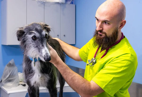 Κτηνιατρική διαβούλευση, κτηνίατρος που επιθεωρούν κυνηγόσκυλο — Φωτογραφία Αρχείου