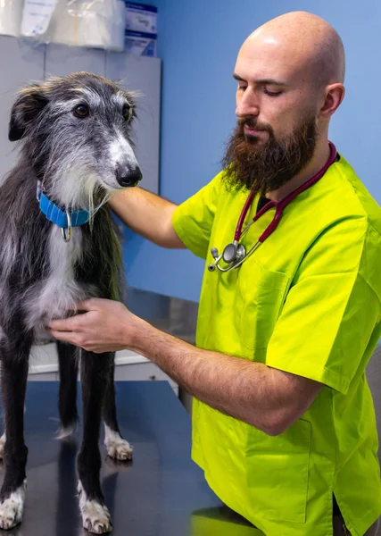 Consulta veterinária, veterinário inspecionando um galgo — Fotografia de Stock